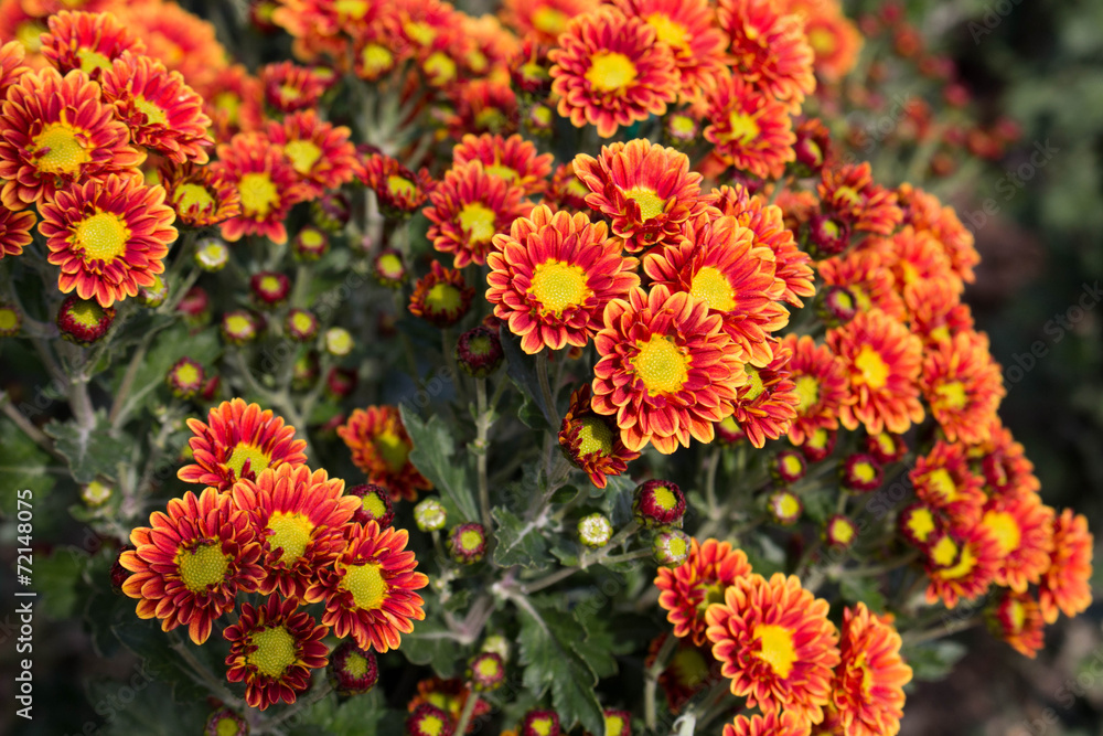 chrysanthemum Ball chrysanthemum Ball