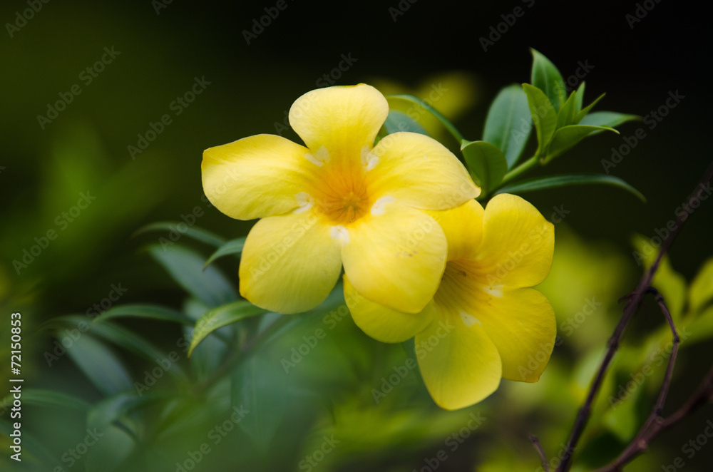 Fototapeta premium beautiful yellow flower