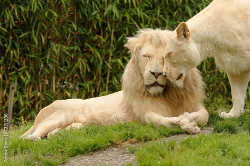 Fototapeta Naklejka Na Ścianę i Meble -  Gros câlin
