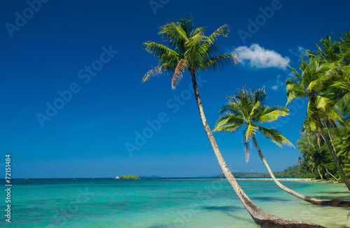 Exotic Paradise Coconut Coast