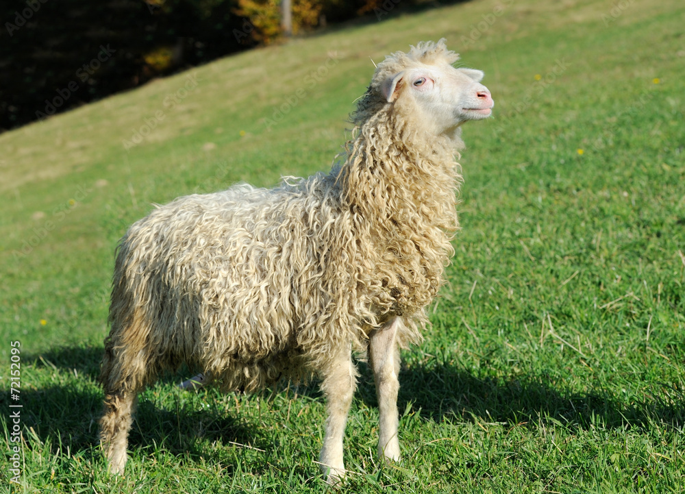 Sheep on a meadow