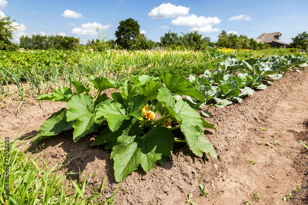 Vegetables growing at the garden in summer day