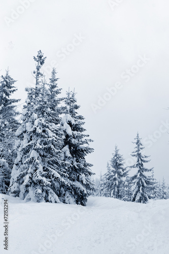 Winter landscape © byrdyak