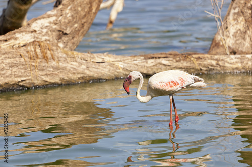 Flamingo at Lake Bogoria, Kenya photo