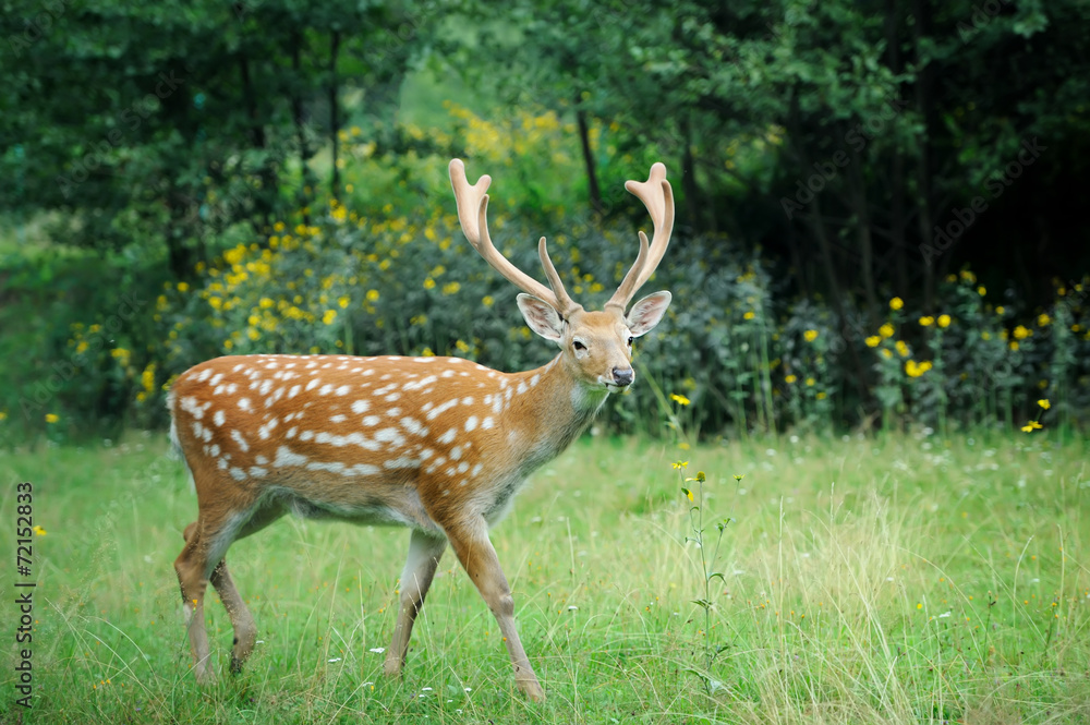 Obraz premium Whitetail Deer