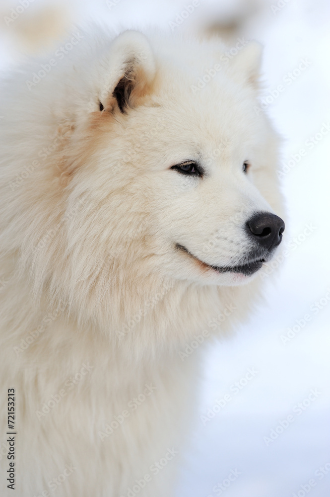 Siberian husky dog portrait