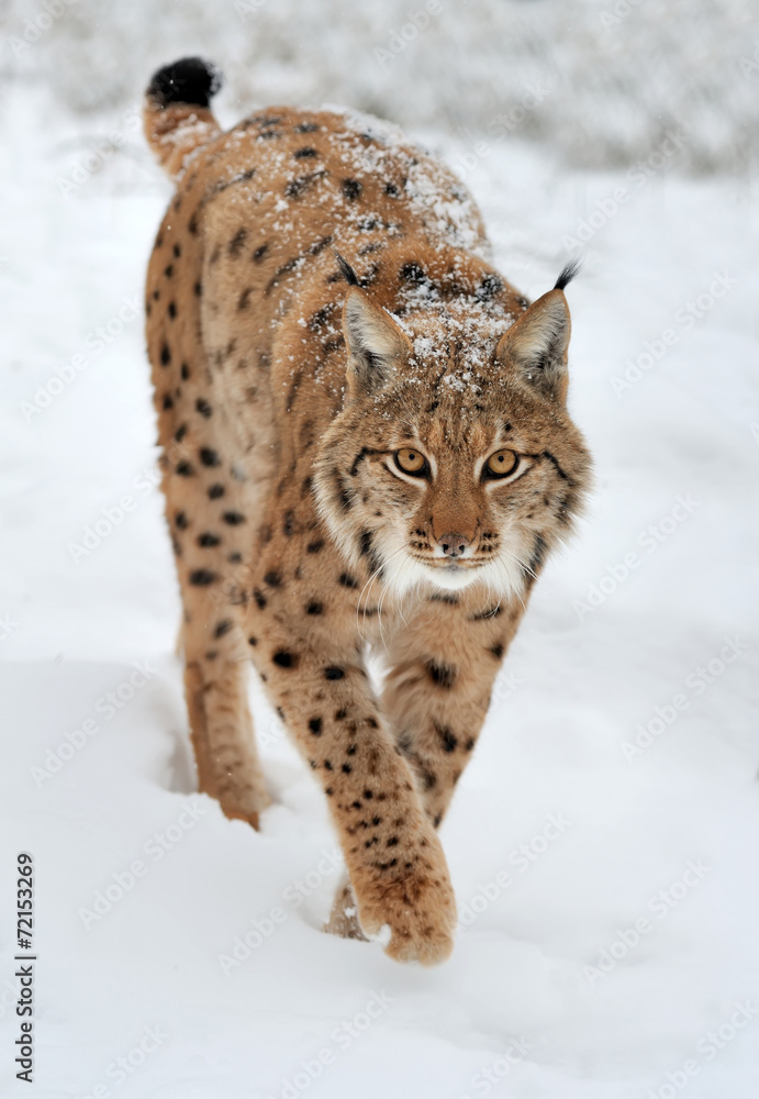 Lynx in winter Lynx in winter