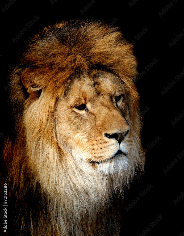 Lion portrait