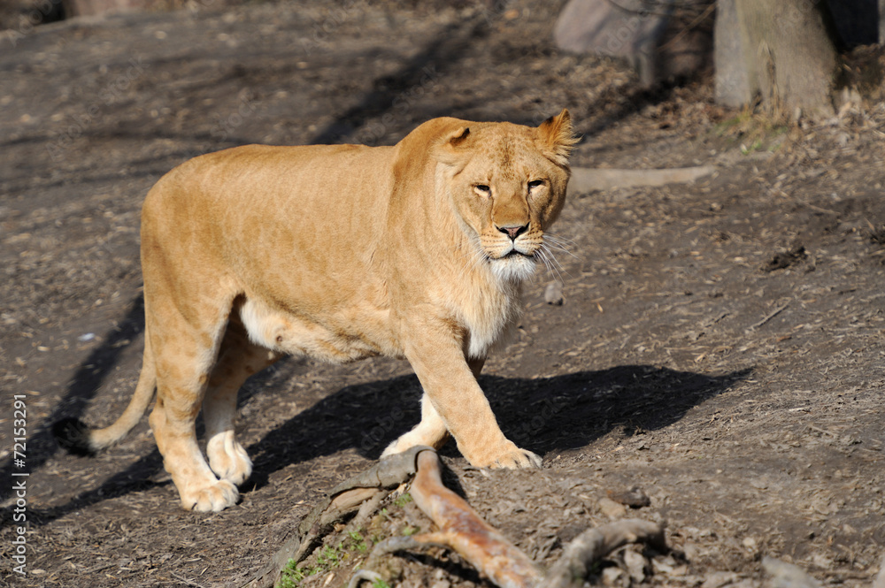 Naklejka premium Female lion