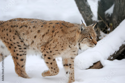 Lynx in winter © byrdyak