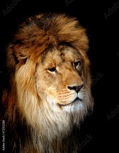 Fototapeta Naklejka Na Ścianę i Meble -  Lion portrait