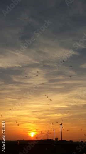 Schnaken tanzen im Sonnenuntergang photo