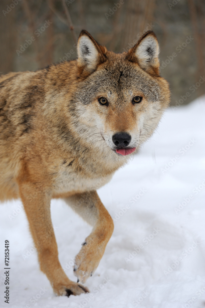Obraz premium Gray wolf