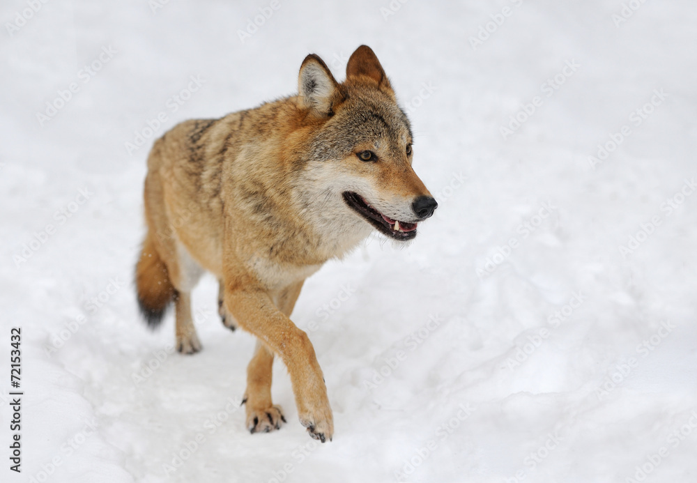Fototapeta premium Gray wolf