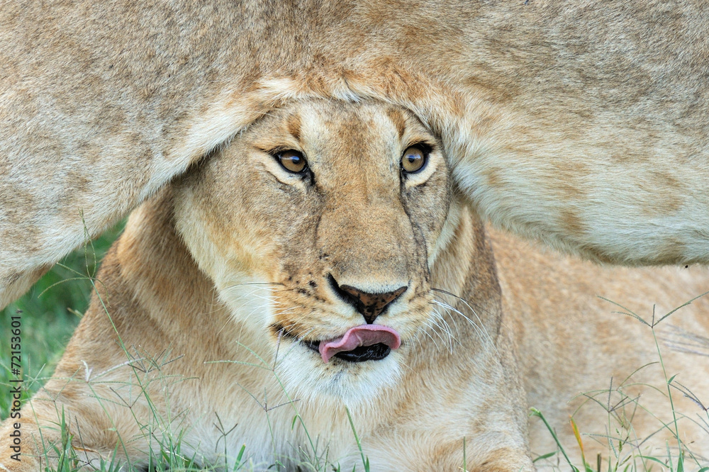 Fototapeta premium Lion
