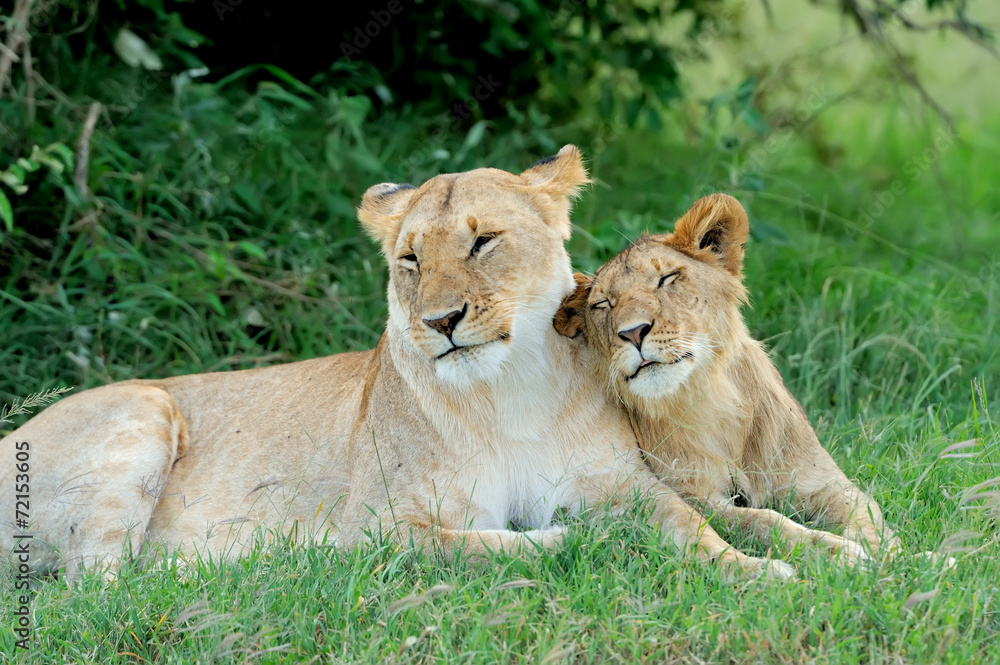 Lion Lion