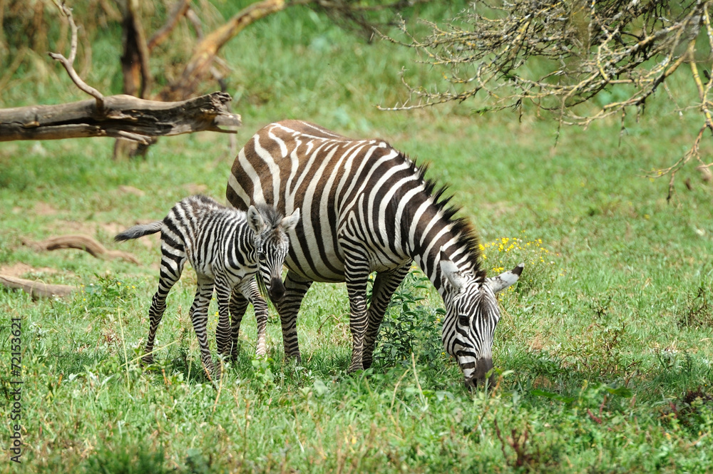 Obraz premium Zebra