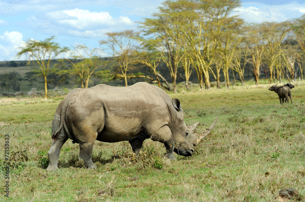 Rhino Rhino