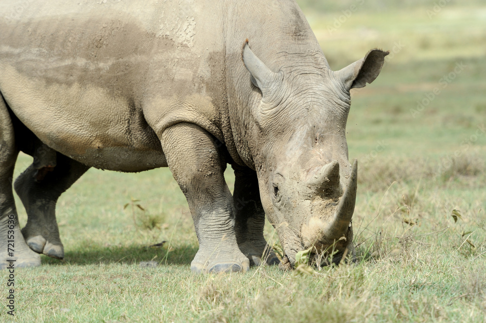 Fototapeta premium Rhino