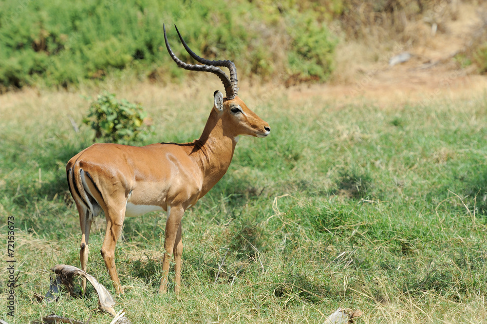 Impala Impala