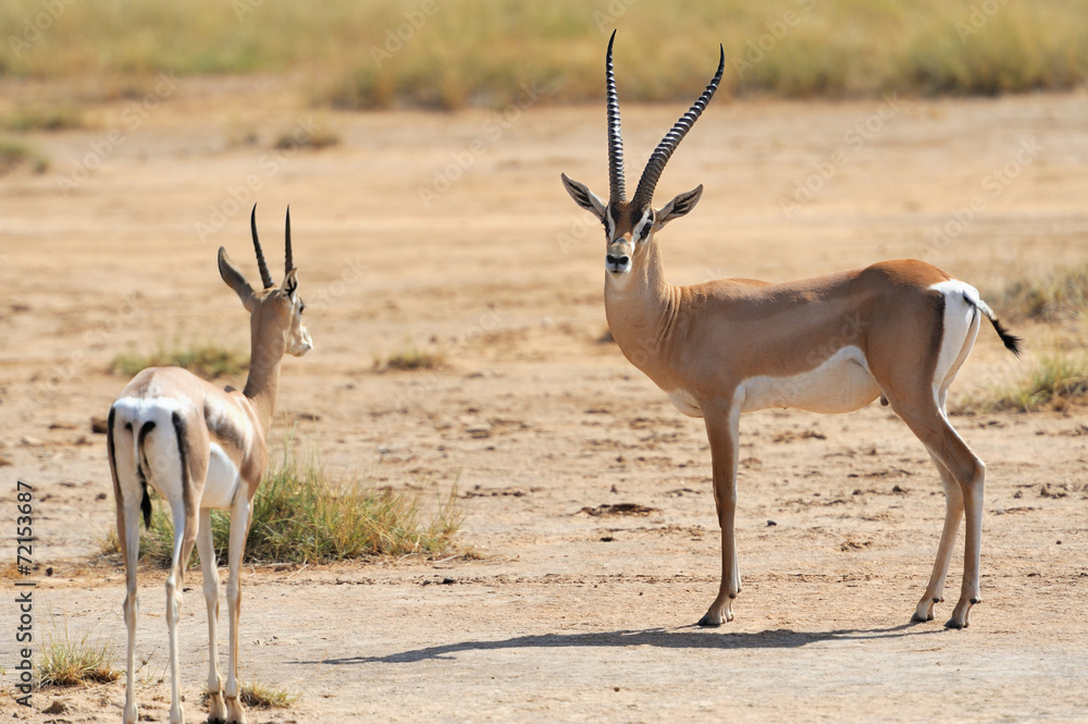 Thomson's gazelle