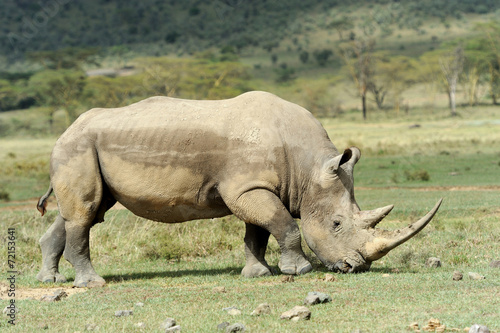 Rhino