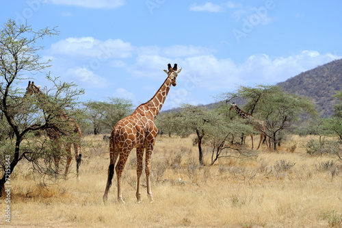 Giraffe