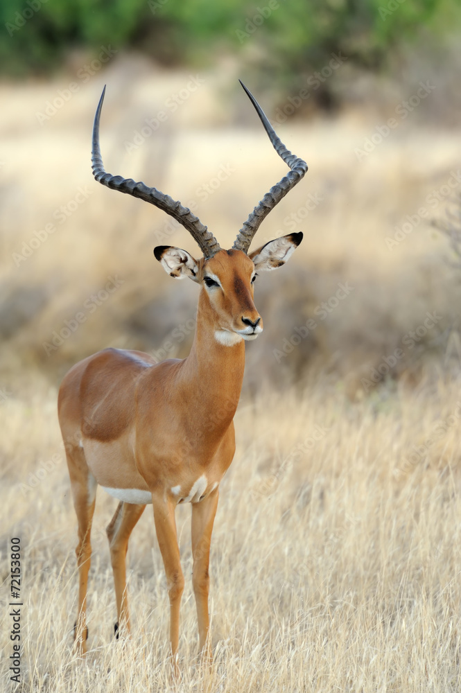 Impala Impala
