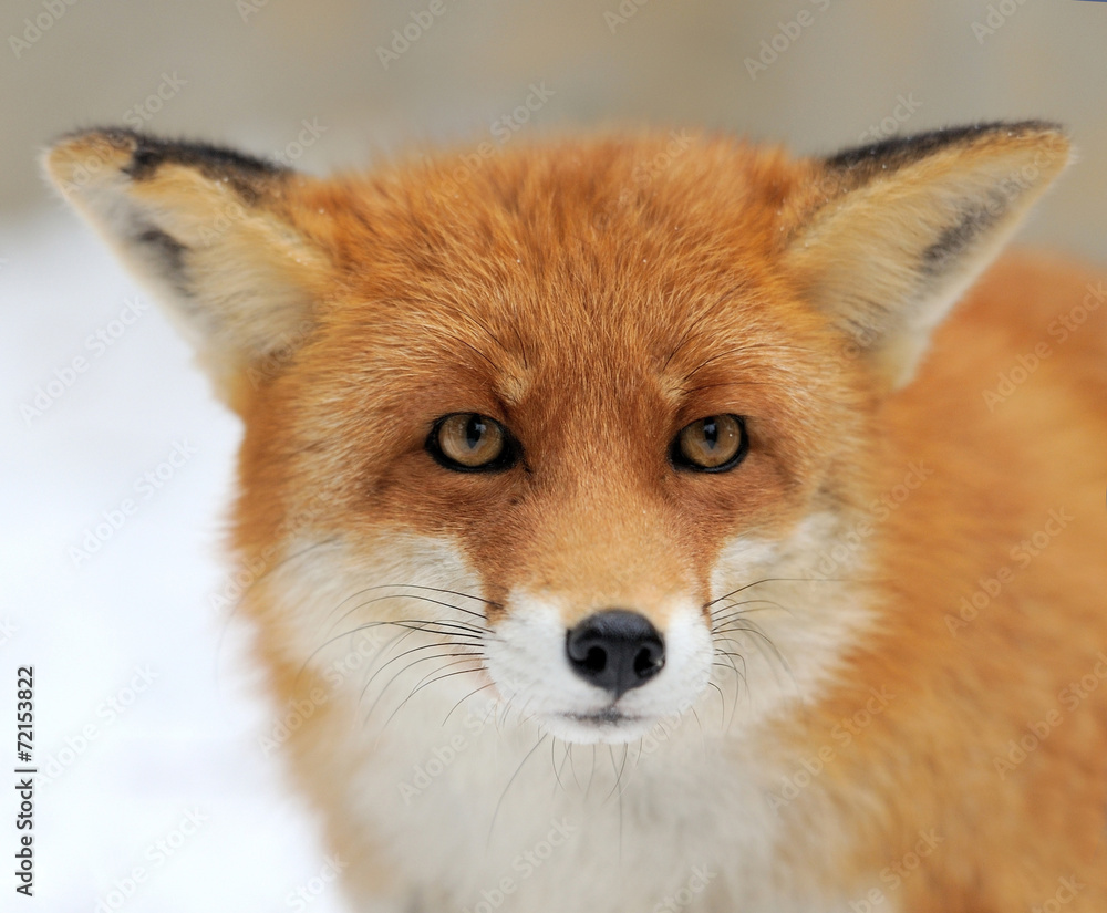 Fototapeta premium Red fox