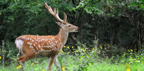 Whitetail Deer