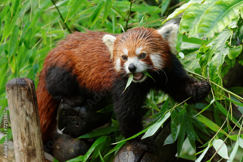Fototapeta Naklejka Na Ścianę i Meble -  Mouillée
