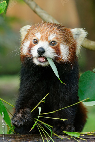 Fototapeta Naklejka Na Ścianę i Meble -  Contente