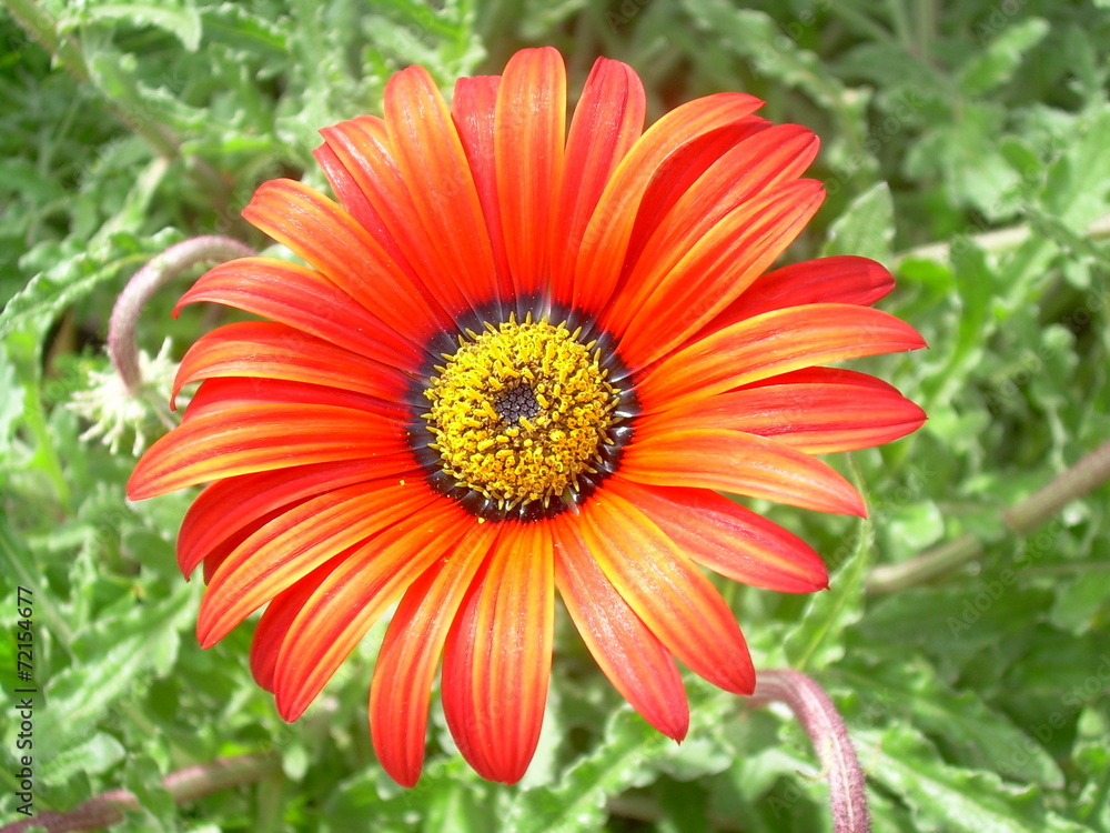Fiore arancione Fiore arancione