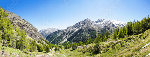 Panorama boschivo
