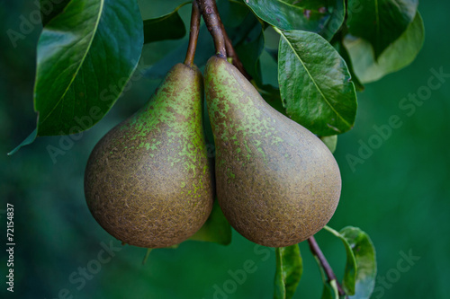 Conference Pears