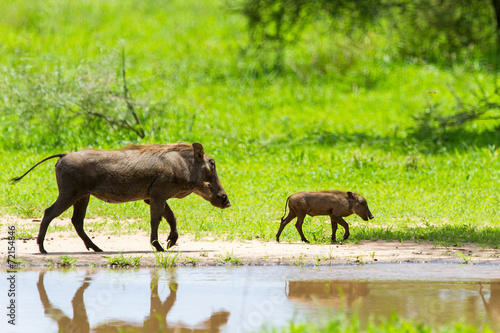 Warthogs by a water