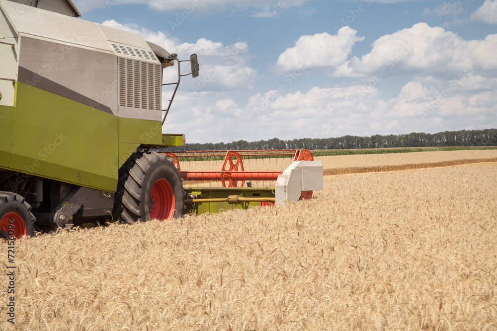Fototapeta premium Combine working on a wheat field