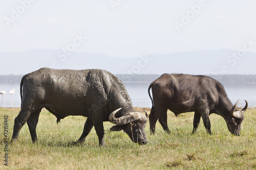Capes Buffalo in Kenya