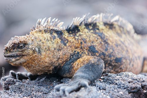 Male marine iguana
