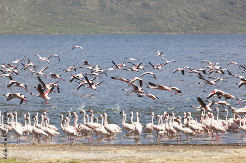 Flamingos at Lake Bogoria, Kenya