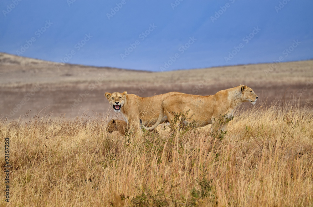 Naklejka premium Two lionesses with young