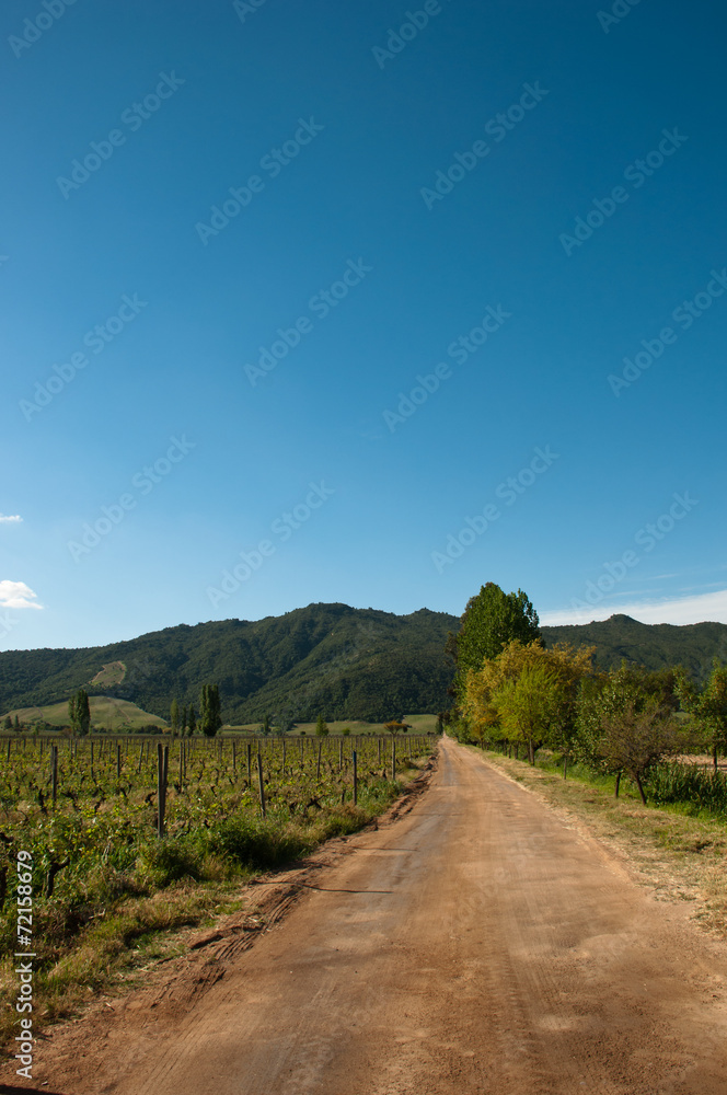 Naklejka premium vigneto cileno