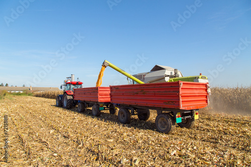 Combine harvesting corn and unloading grains