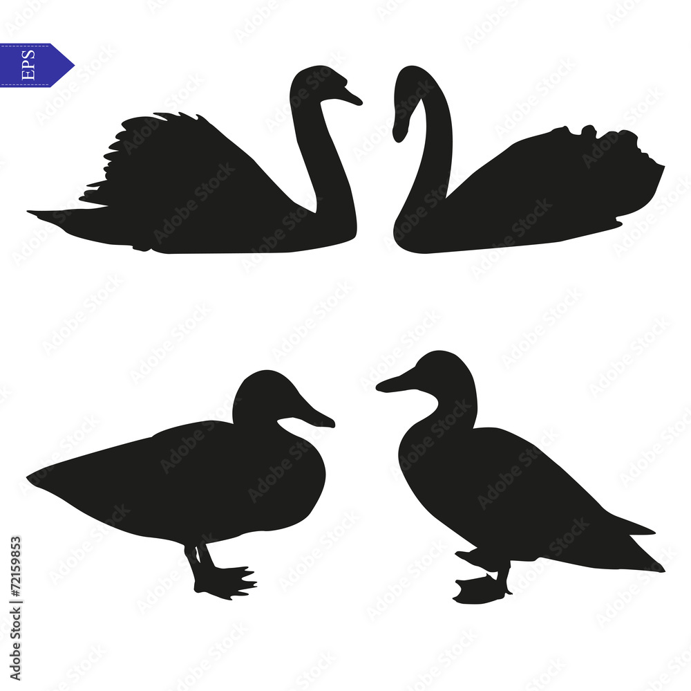 Obraz premium Set of vector silhouettes of birds