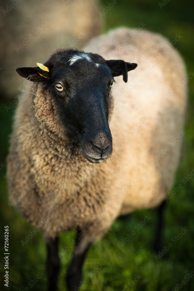 Fototapeta premium Farm animals: black-head sheeps grazing on a lovely green pastur