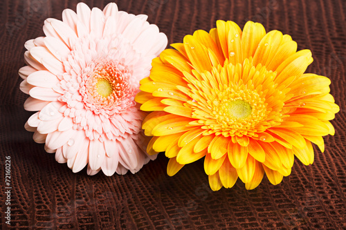 Fototapeta Naklejka Na Ścianę i Meble -  Two gerberas with water drops