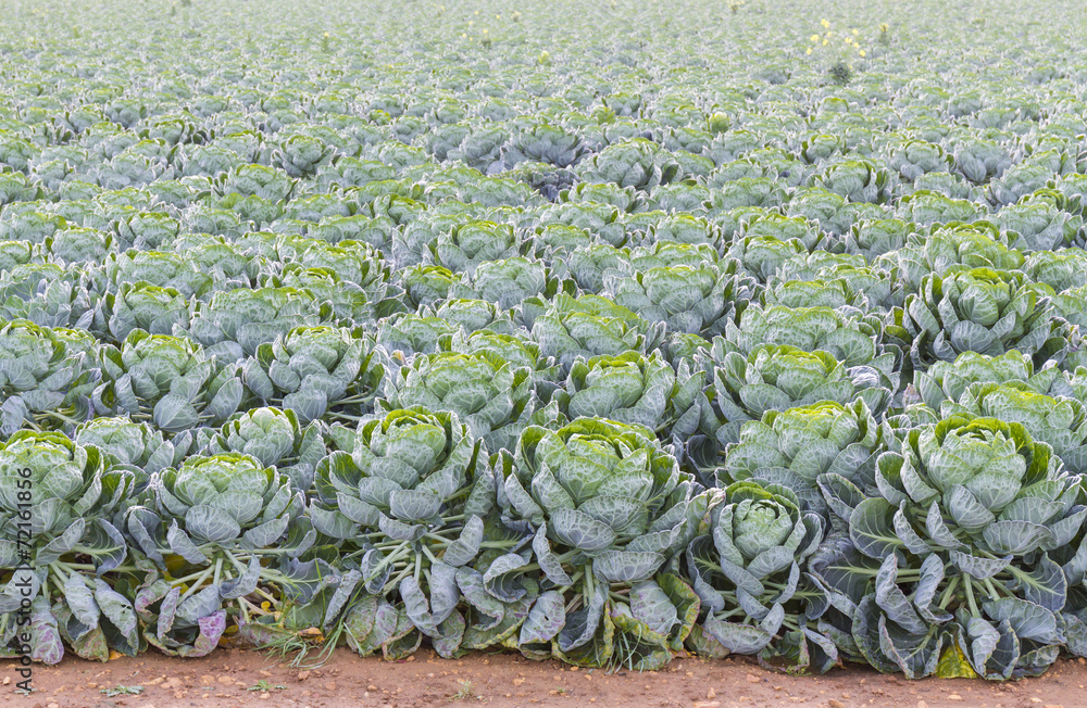 Fototapeta premium Field of Brussels Sprouts plants (Brassica oleracea)