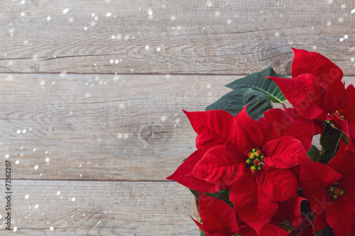 Fotografi Christmas flower poinsettia over wooden background