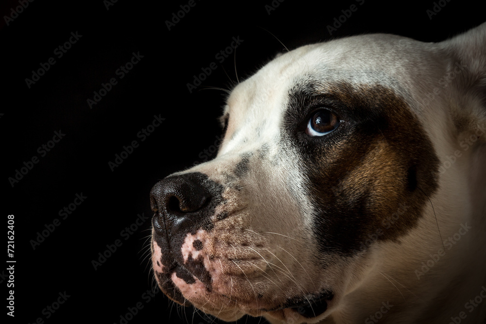 Guilty dog on a black background