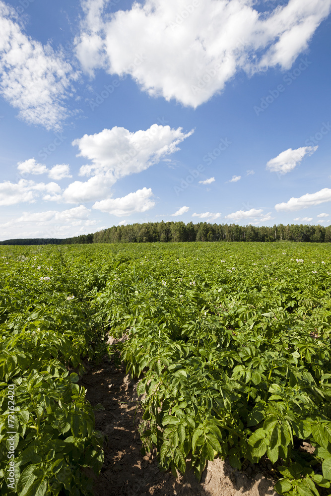 potato field - an agricultural field on which grow up potatoes. summertime of year